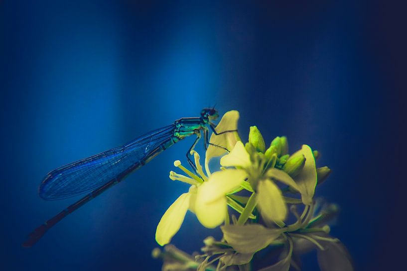 Libelle auf einem gelben Bild von Pix-Art By Naomi.k