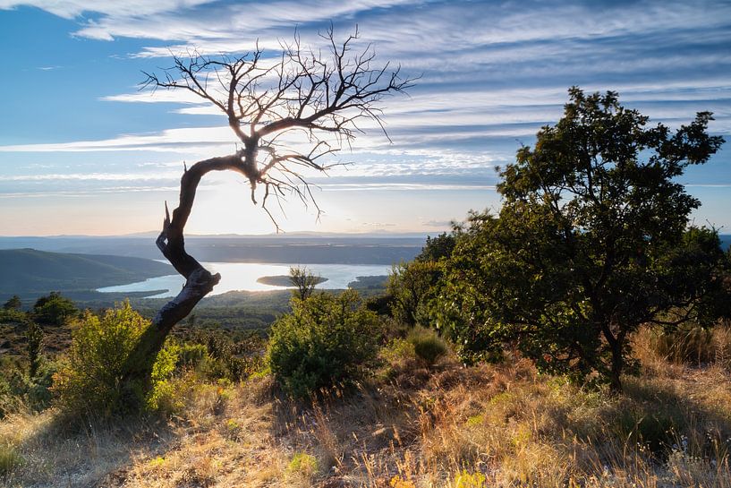 Vieil arbre solitaire sur les flancs des collines du lac de Sainte-Croix en France par Bram Lubbers