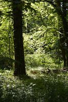 Sonnenstrahlen durch die Bäume