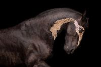 Friesian horse with gold leaf