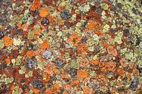 Bunte Flechtenmuster in den Bergen.