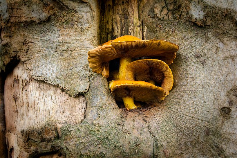 Paddestoel in boom von Lyonne Verweij