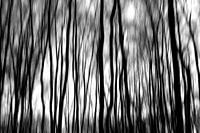 Forêt fantôme en noir et blanc