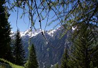 Het leven in de Zwitserse bergen op een zomerse dag