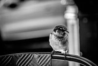 Haussperling sei mein Gast