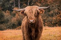 Schottischer Hochlandbewohner