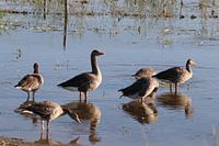 Geese Park Lingezegen