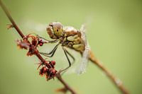 Dragonfly in morning dew
