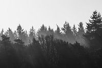Beams of light across the forest