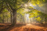 Une forêt inondée de soleil