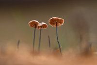 small Mushrooms in the forest
