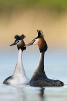 Great Crested Grebes ( Podiceps cristatus ) courting, swimming breast to breast, in love, wildlife, 