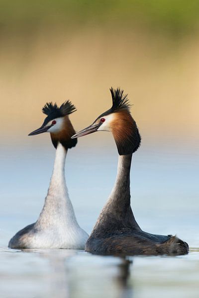 Haubentaucher ( Podiceps cristatus ) in der Balz, balzen miteinander, schwimmen gegenüber, typisches von wunderbare Erde