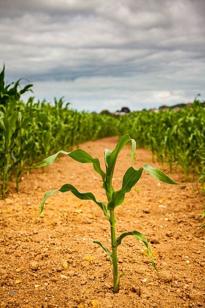 Mais gaat zijn eigen weg par Vincent van den Hurk
