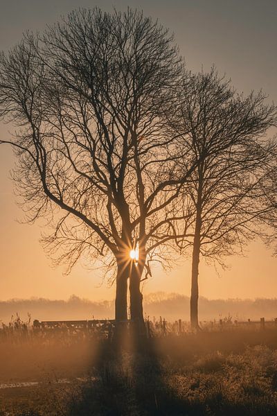 Twins in the sun by Marc Houter
