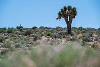 Lonely Keeper - Joshua Tree in der Wüste