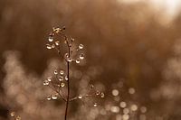 Des plantes avec des gouttelettes d'eau lors d'une demi-journée de brouillard en décembre