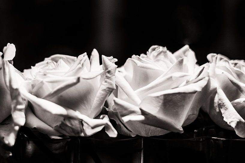 Roses are.... by Ruud van Ravenswaaij