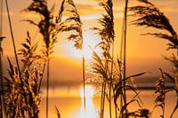 Goodmorning Sunshine