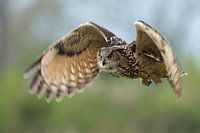 Eagle owl in flight