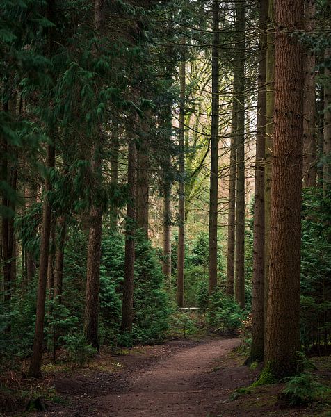 Atmosphärischer Waldweg von René Jonkhout