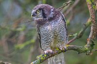 Resting Sparrow Owl - The Beauty of the Wilderness