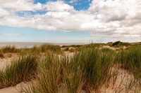 l'ammophile dans les dunes