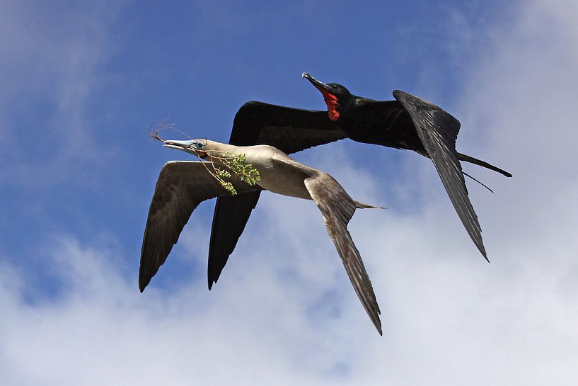Frigatebird and gent in flight by Antwan Janssen