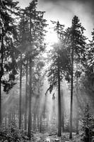 Lever de soleil dans la forêt brumeuse et hivernale