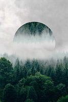 Bäume versteckt im tief hängenden Nebel