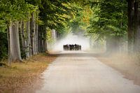 Rundfahrt um den Achterhoek - Holland Cup