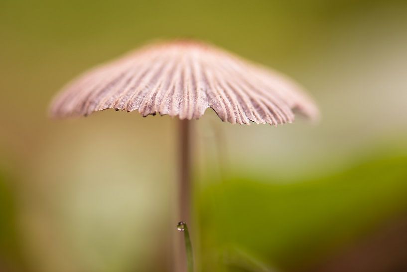 mushroom between the green by Tania Perneel
