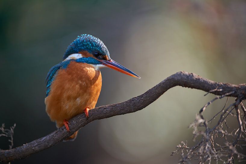Kingfisher by Kingfisher.photo - Corné van Oosterhout