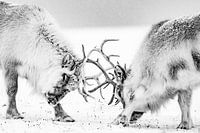 Kämpfende Rentiere