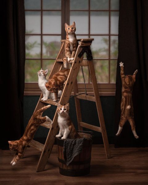 Kittens with feline tendencies by Aisa Joosten