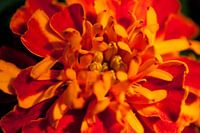 Fleur aux couleurs vives