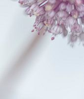 Sierui in soft focus