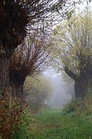 pollarded willows in autumn fog