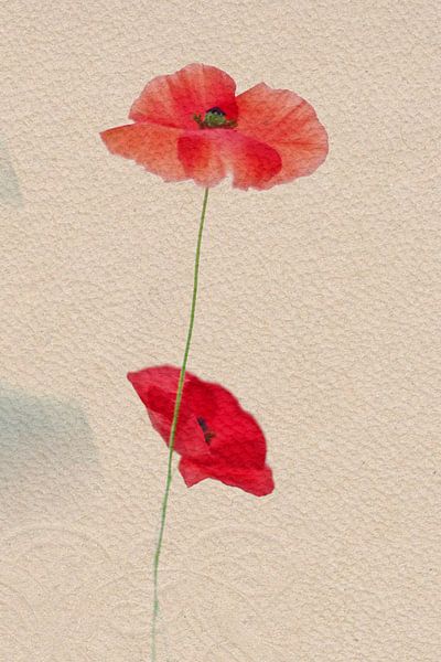 Mohn von Marianna Pobedimova
