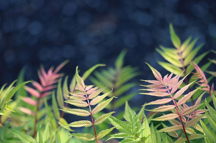 Flieder Spierstrauch par Iris Volkmar