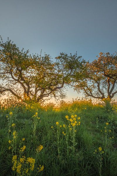 Rapeseed - Rape seed by Moetwil en van Dijk - Fotografie