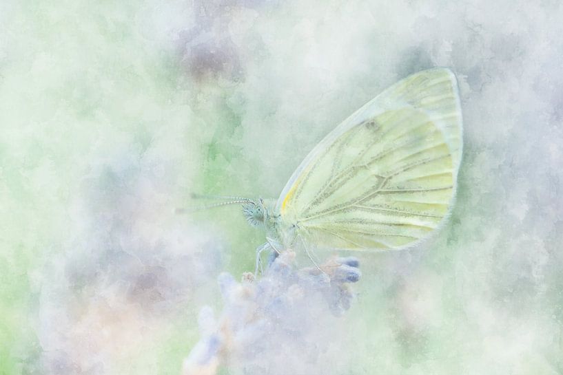 Schmetterling 11 von Silvia Creemers