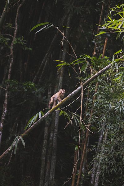 Playful Monkeys of Cheow Lan Lake by Ken Tempelers