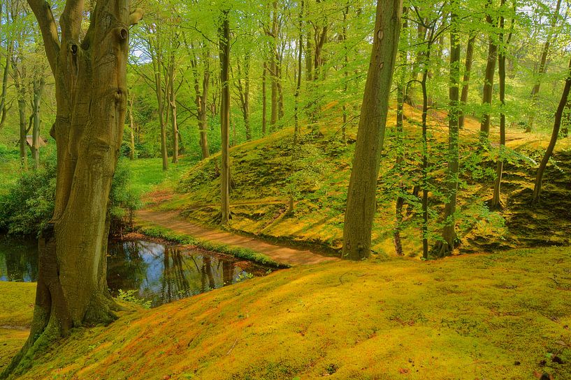 Wald von Michel van Kooten