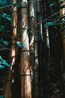 Bamboo up close in the Brazilian jungle