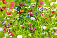 Flower meadow with wild flowers