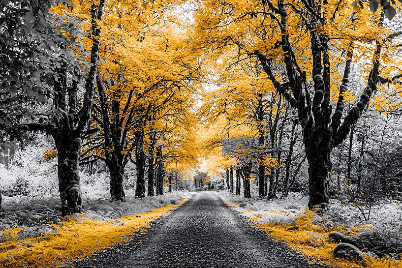 Herbstpfad mit Gelb und Schwarz von Imperial Art House