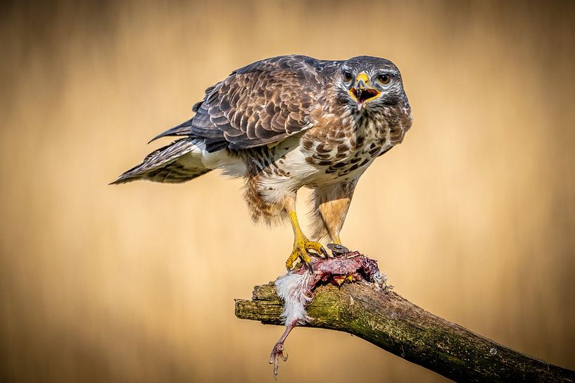 Ein Bussard wacht über seine Beute von Jim De Sitter