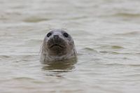 Nahaufnahme einer Robbe