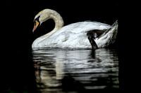 Cygne blanc